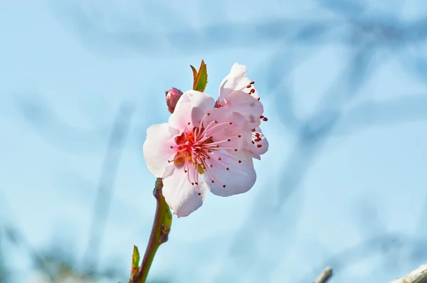 Gentle pink buds of Apple trees on blue sky — Stock Photo, Image