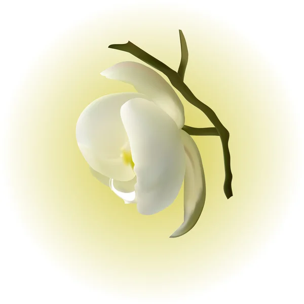 Gentle white Orchid as a symbol of relaxation — Stock Vector