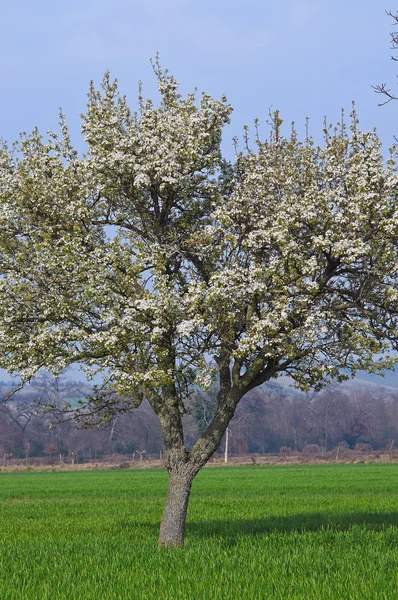 The lonely tree white flowers blooming — Stock Photo, Image