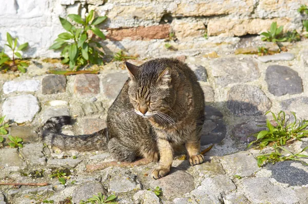 Sick old red with grey cat dozing — Stock Photo, Image