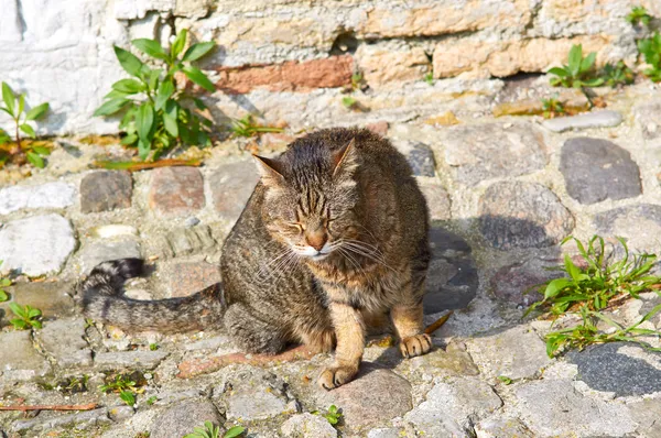 회색 고양이 졸 고 아픈 오래 된 레드 — 스톡 사진