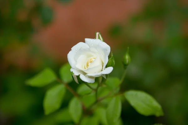 Romantique frais jeune bourgeon tendre rose blanche — Photo