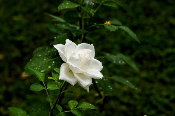 Romantic fresh young Bud tender white rose — Stock Photo, Image