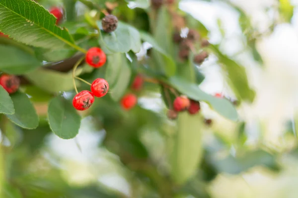 Nahaufnahme von roten Beeren auf grünem Hintergrund boke — Stockfoto