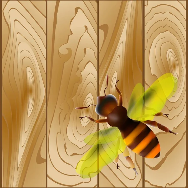 Medová včela. Proužkovaná oranžová včelí ilustrační oka. Hmyz — Stockový vektor