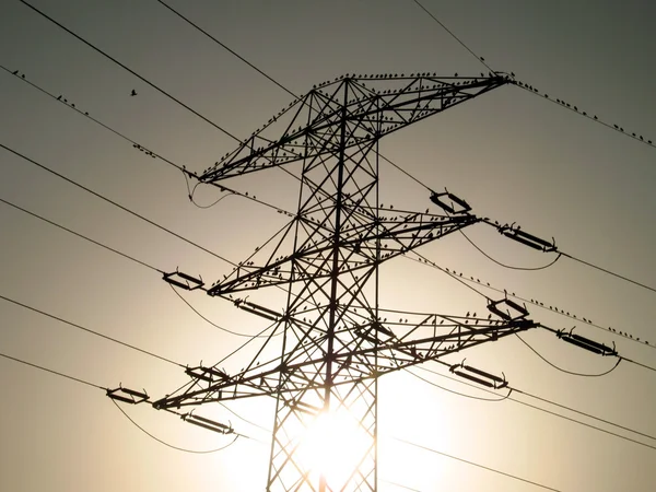 Vogelschwarm auf Stromleitungen — Stockfoto