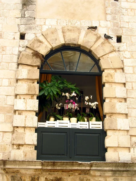 Window with orchids — Stock Photo, Image