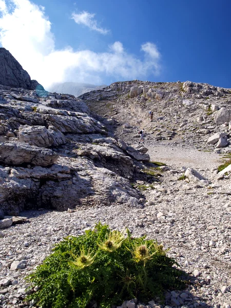 Hermosas flores que crecen en las altas montañas en clima extremo — Foto de Stock