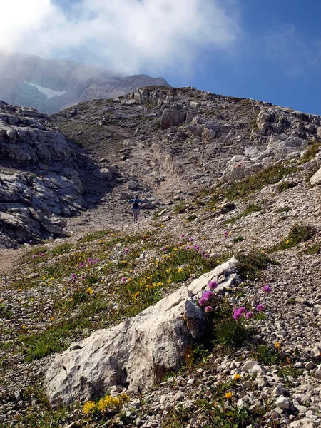Vackra blommor växer i de höga bergen i extrema clima — Stockfoto