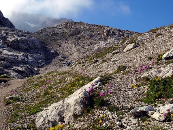 Wunderschöne Blumen, die in den hohen Bergen in extremen Klimazonen wachsen — Stockfoto