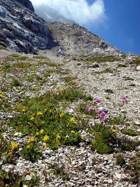 Belles fleurs poussant dans les hautes montagnes dans les climats extrêmes — Photo