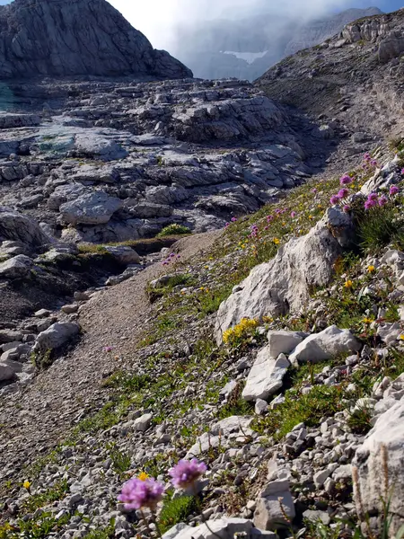 Hermosas flores que crecen en las altas montañas en clima extremo — Foto de Stock