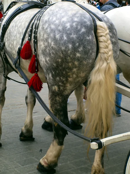 rump and tail braided gray horse