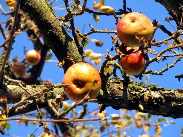 Old apple tree in autumn with apples ship with no leaves — Stock Photo, Image