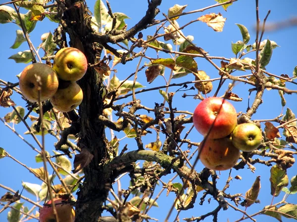 Old apple tree in autumn with apples ship with no leaves — Stock Photo, Image
