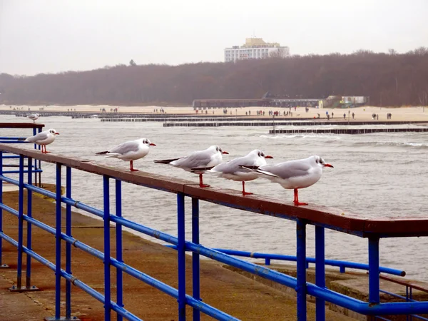 Mare invernale di persone che camminano sulla spiaggia e uccellini un sacco — Foto Stock