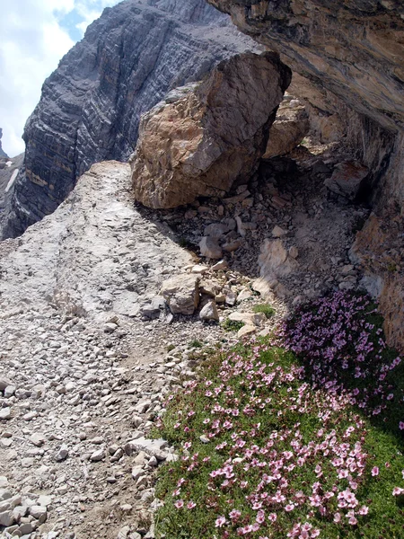 Flowers in the high rocky mountains, the Brenta Dolomites — Stock Photo, Image