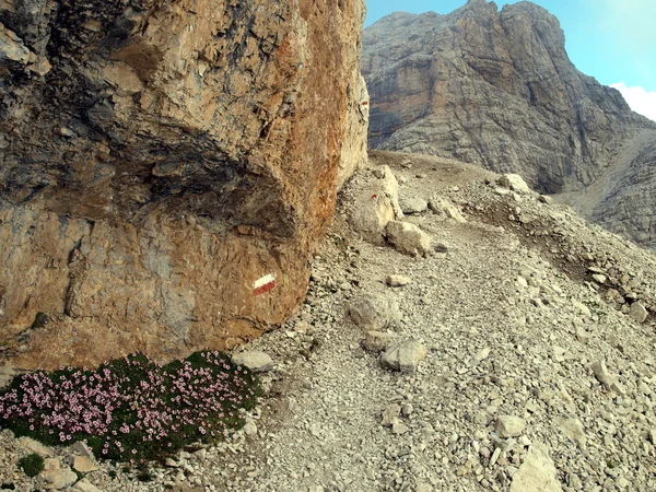 Flores en las altas montañas rocosas, los Dolomitas Brenta —  Fotos de Stock