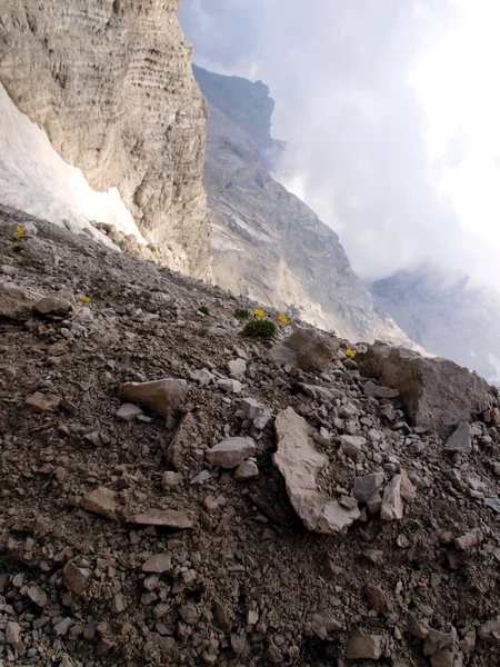 Flowers in the high rocky mountains, the Brenta Dolomites — Stock Photo, Image