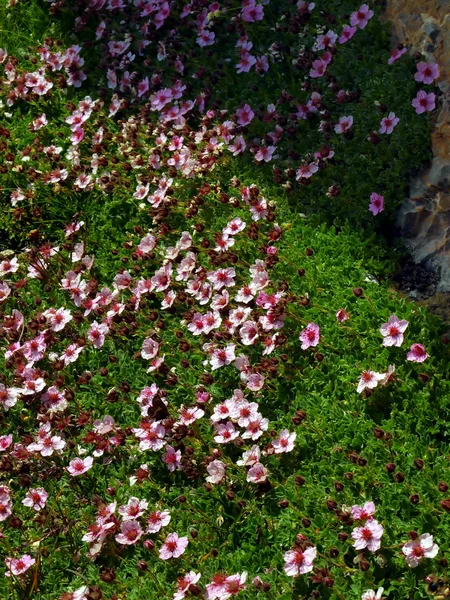 Blumen in den hohen felsigen Bergen, den Brentadolomiten — Stockfoto