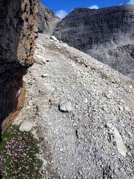 Kwiaty w wysokich górach skalistych, Dolomity Brenty — Zdjęcie stockowe