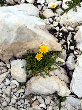 yüksek rocky dağlarında brenta dolomites çiçekler