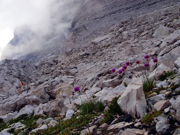 Fleurs dans les hautes montagnes rocheuses, les Dolomites de Brenta — Photo