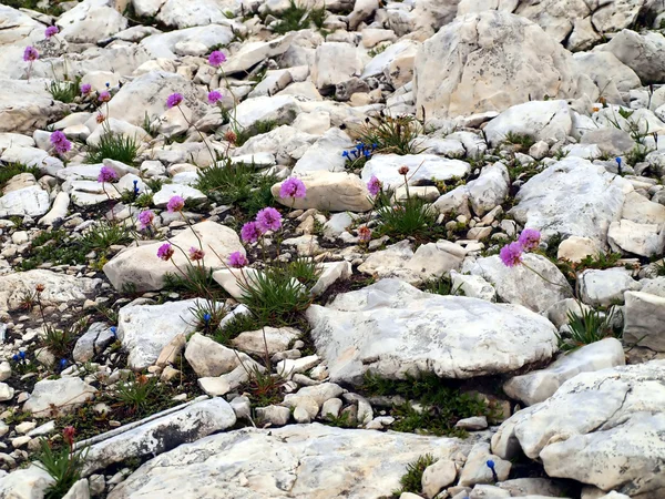 Bloemen in de hoge rocky mountains, de brenta Dolomieten — Stockfoto