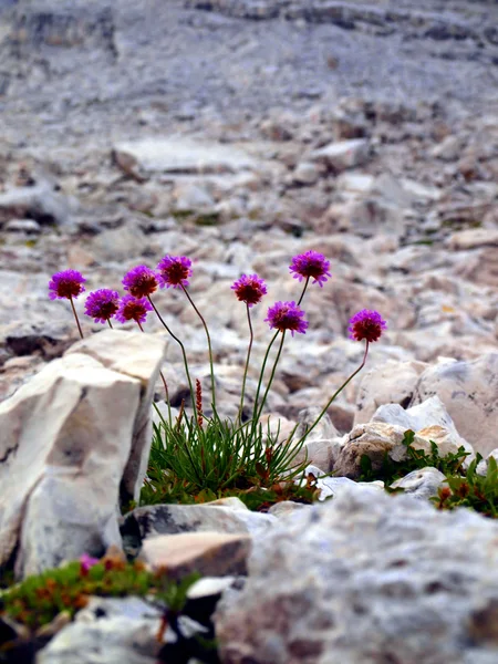 Flores en las altas montañas rocosas, los Dolomitas Brenta —  Fotos de Stock