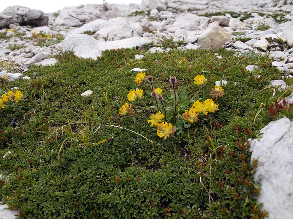 Flores en las altas montañas rocosas, los Dolomitas Brenta —  Fotos de Stock