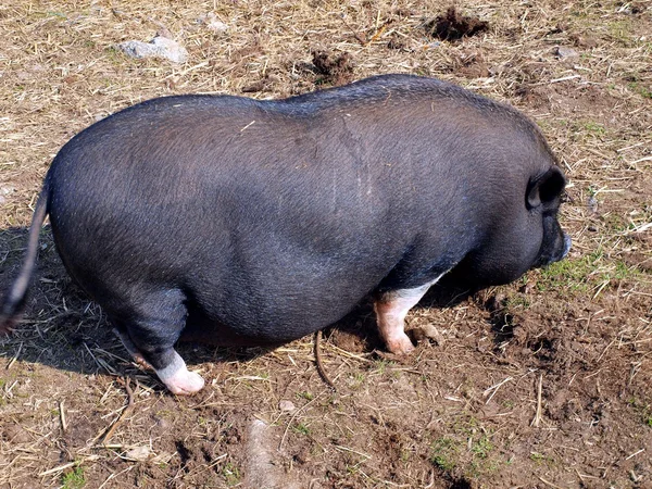 Potbelly Pig vietnamita —  Fotos de Stock