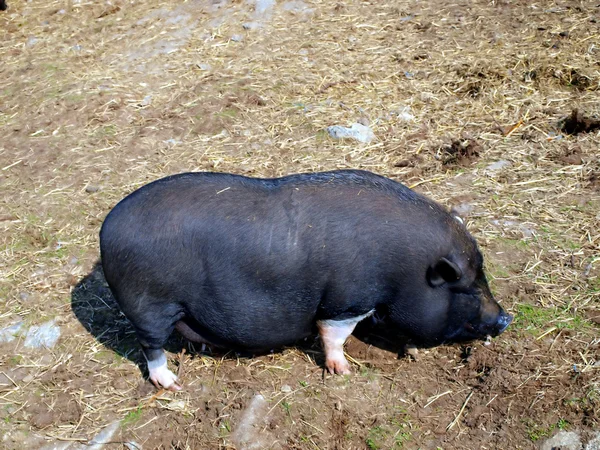 Potbelly Pig vietnamita —  Fotos de Stock
