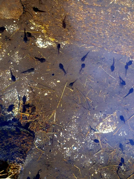 Kaulquappen im flachen Wasser, in den Bergen, im Pool — Stockfoto