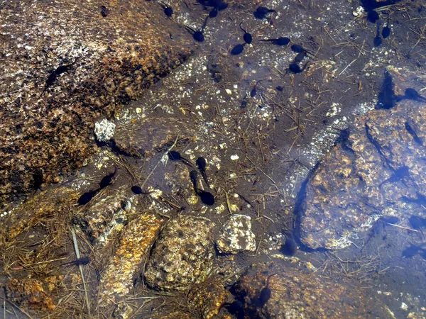 Tadpole em águas rasas, montanha, piscina — Fotografia de Stock