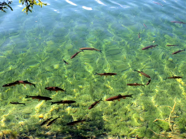 Peixes visíveis em águas límpidas, lago azul em Plitvice, Croácia, UNESCO — Fotografia de Stock