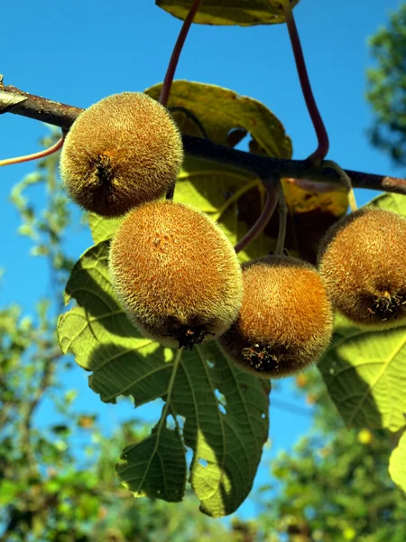 Bund Kiwi-Früchte auf einem Zweig — Stockfoto