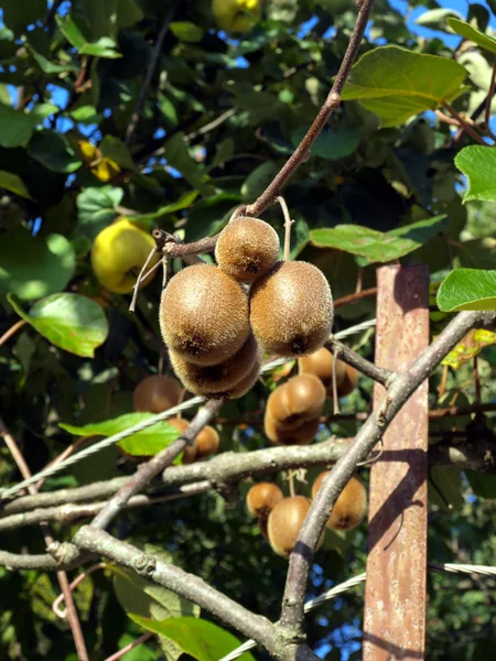 Ramo de kiwi en una rama —  Fotos de Stock