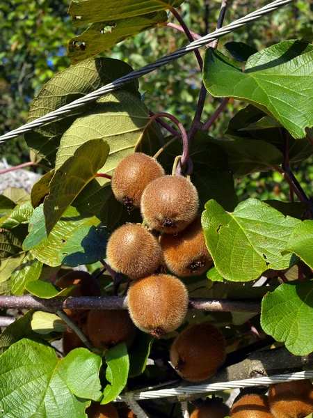 Bund Kiwi-Früchte auf einem Zweig — Stockfoto