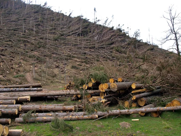 Broken and uprooted trees — Stock Photo, Image