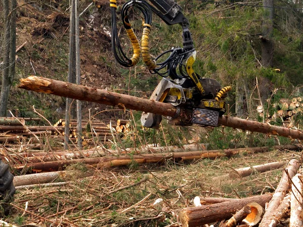 Coupe mécanique d'arbres dans une forêt — Photo