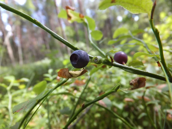 Schwarze Beeren auf Zweigen, die wild wachsen — Stockfoto