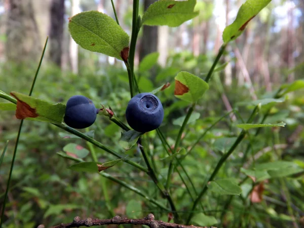 Schwarze Beeren auf Zweigen, die wild wachsen — Stockfoto