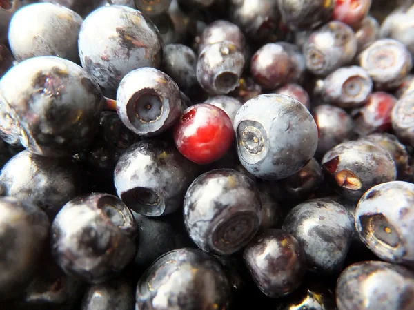 Black berries lying broken on the bowl — Stock Photo, Image