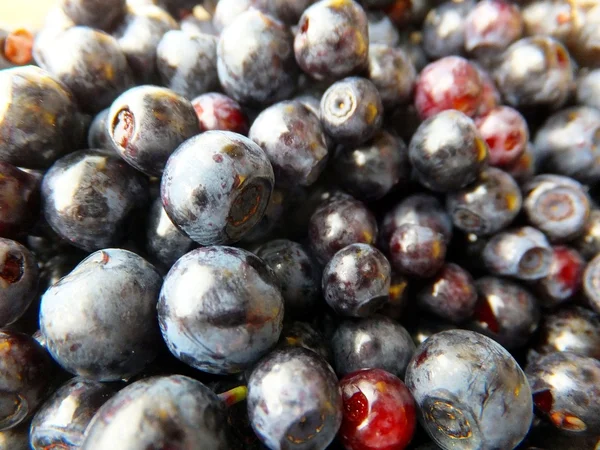 Black berries lying broken on the bowl — Stock Photo, Image