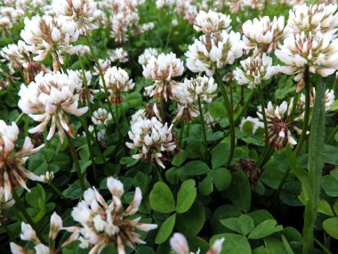 aşırı büyümüş çayır genç beyaz yonca 