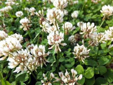 aşırı büyümüş çayır genç yonca 