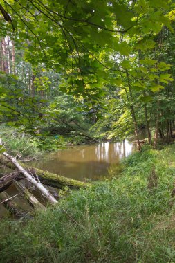 Polonya 'daki Mala Paew Nehri' nin akarsularındaki vahşi ağaçlar ve çalılar.