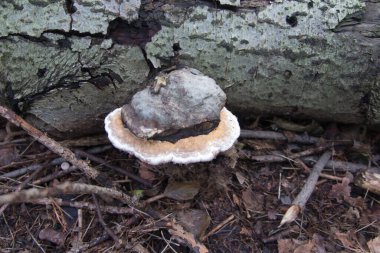 Huba, ya da ağaç mantarının meyveli bedeni karanlık bir ormanda devrilmiş bir ağacın kütüğünün üzerinde.