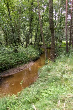 Polonya 'daki Mala Paew Nehri' nin akarsularındaki vahşi ağaçlar ve çalılar.