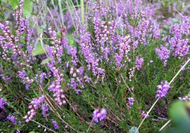 Çiçeklerdeki arılar yakın planda.